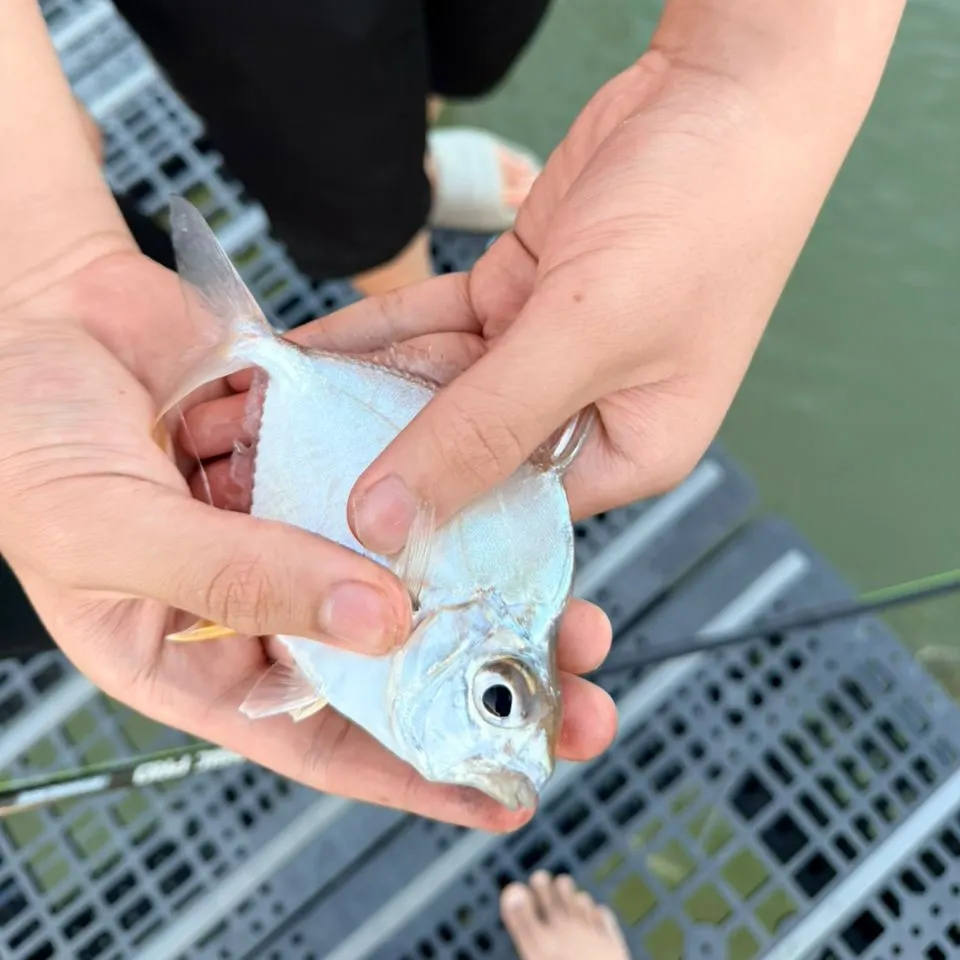 The most recent Lookdown catches on Fishbrain