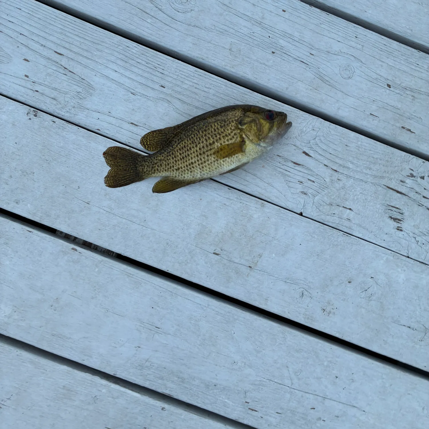 Rock bass caught on Fishbrain