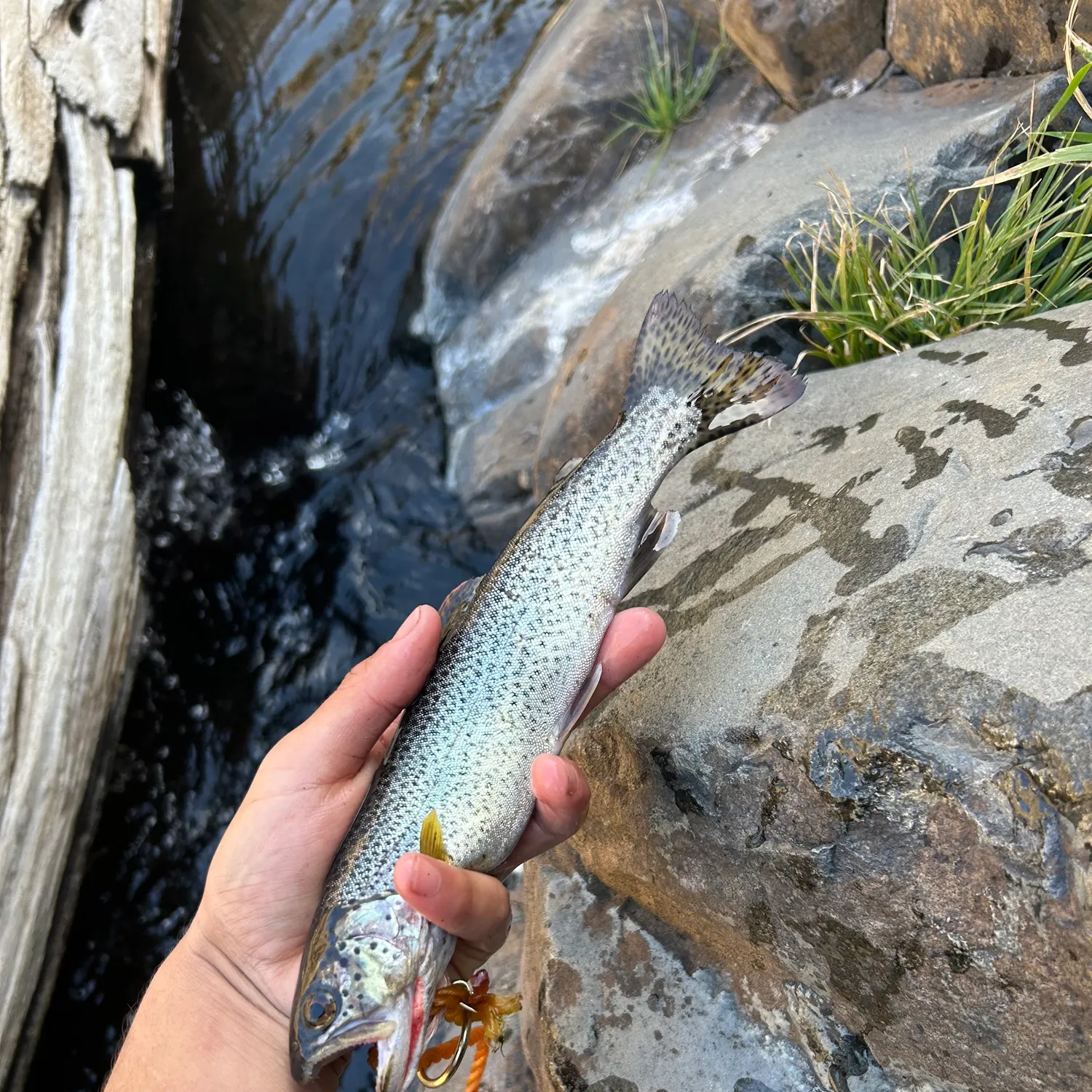 Westslope cutthroat trout caught on Fishbrain