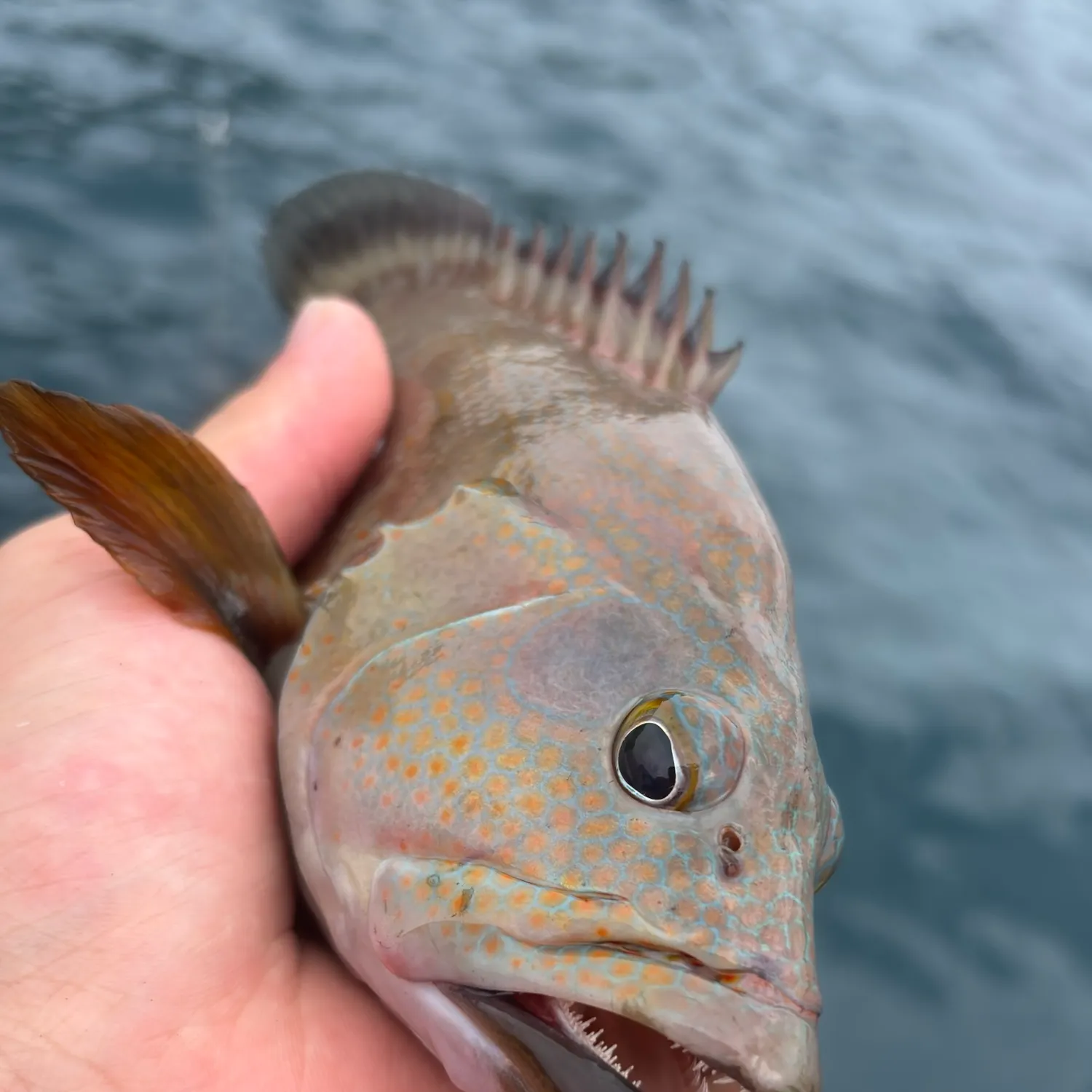 Fish caught on Fishbrain