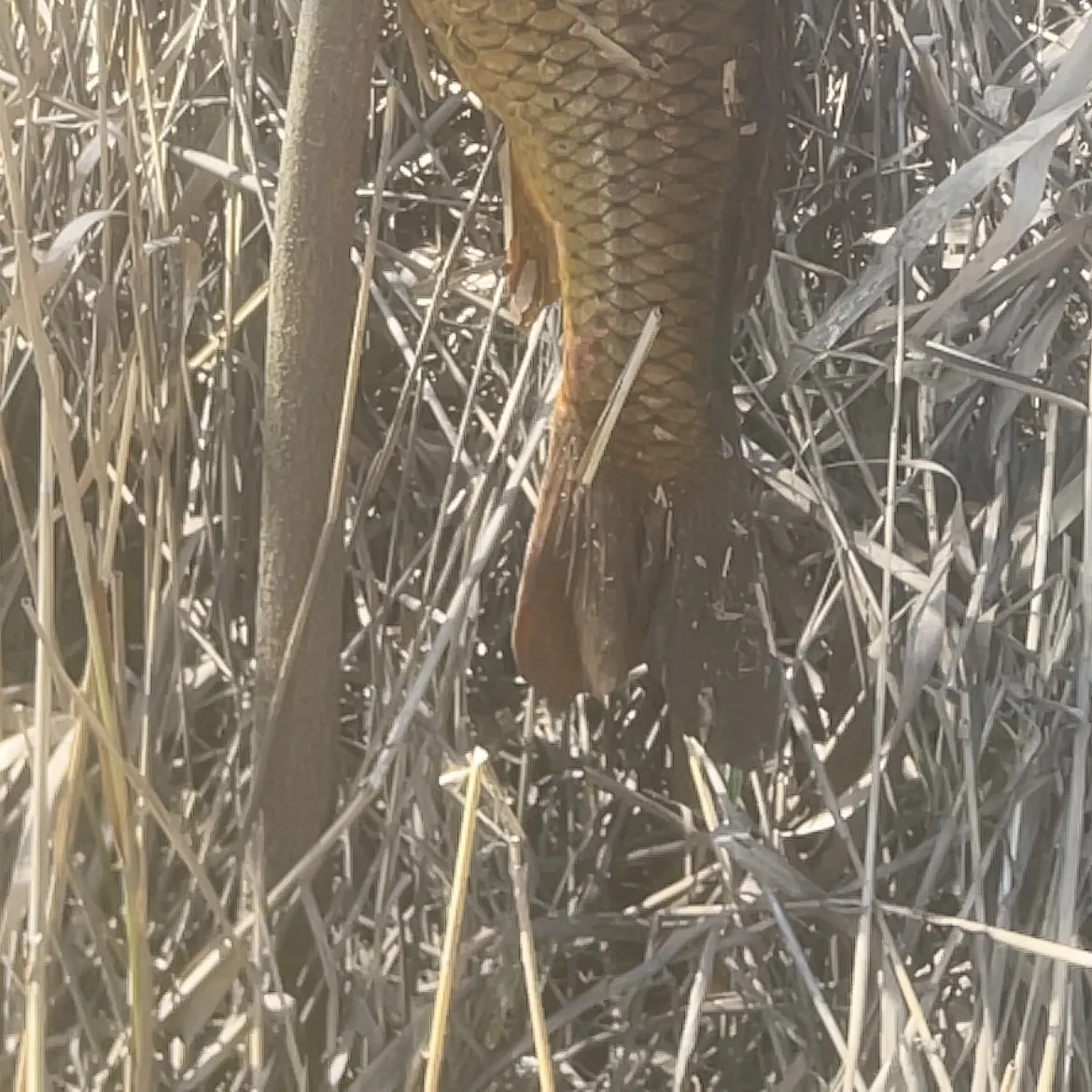 Common carp caught on Fishbrain