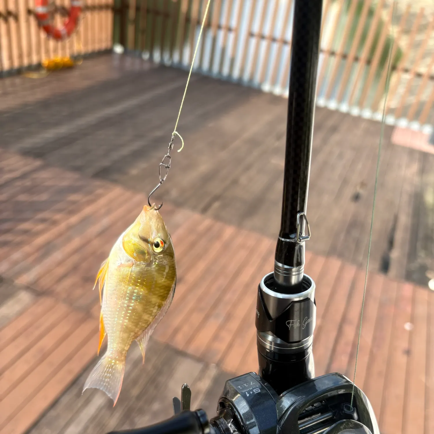 The most recent Eartheater cichlid catches on Fishbrain
