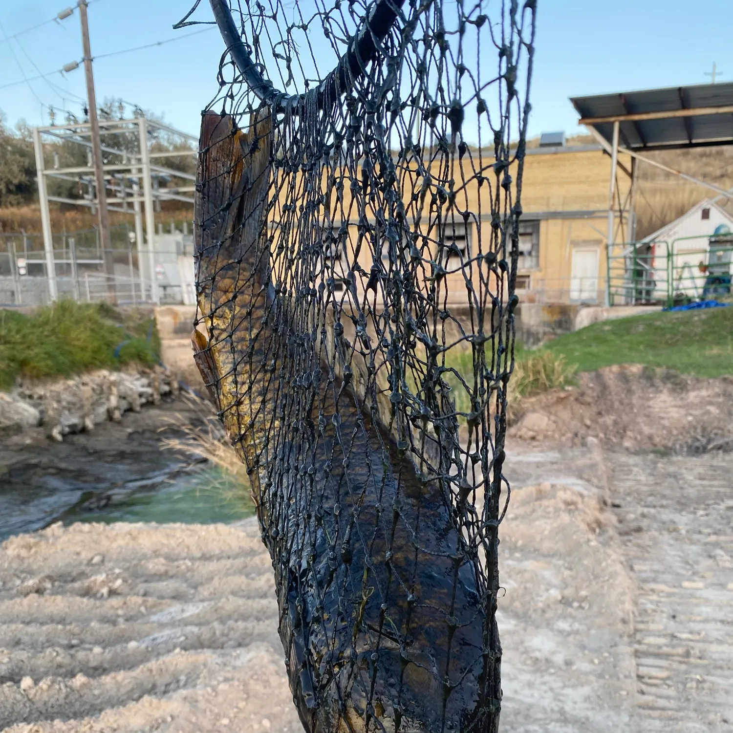 Fish caught on Fishbrain