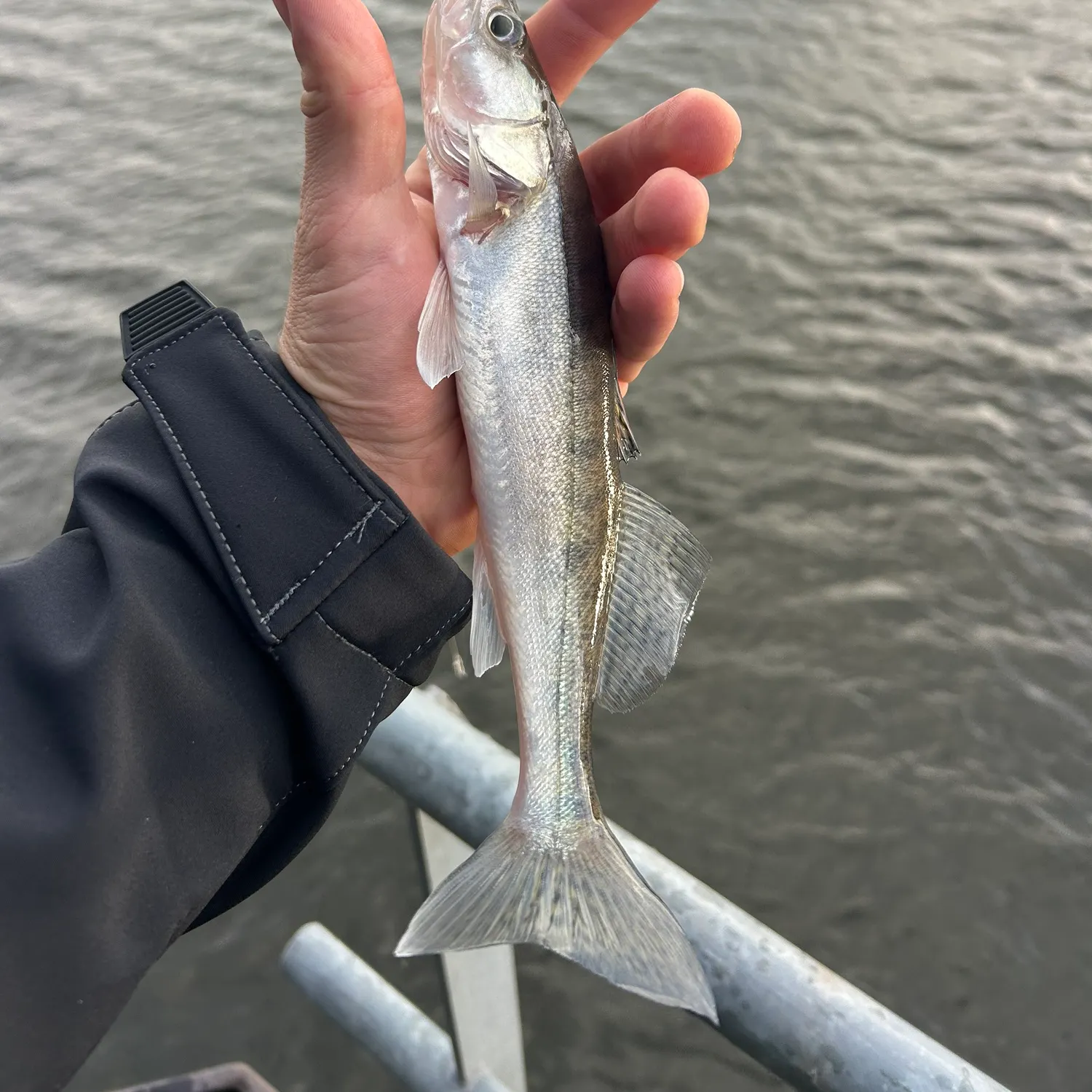 Zander caught on Fishbrain