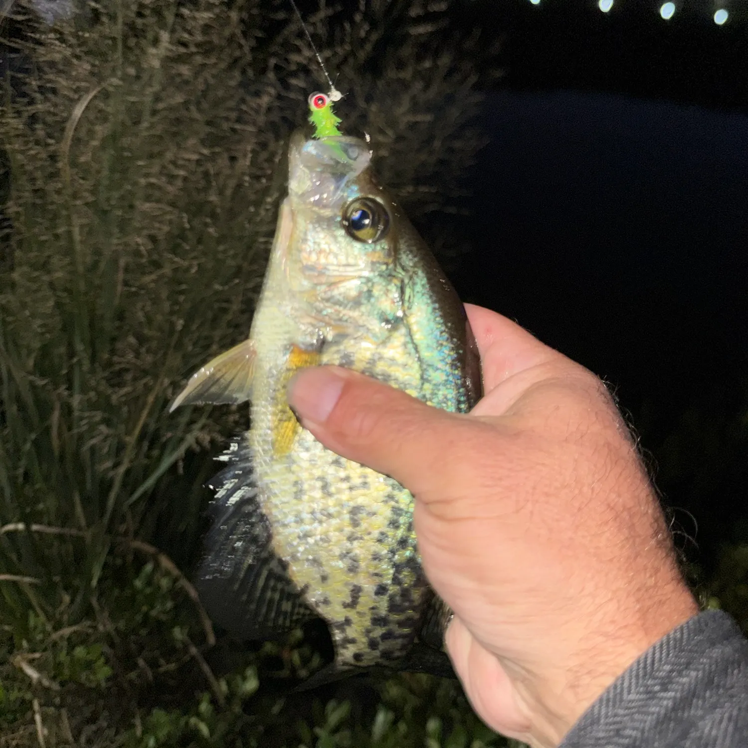 Black crappie caught on Fishbrain