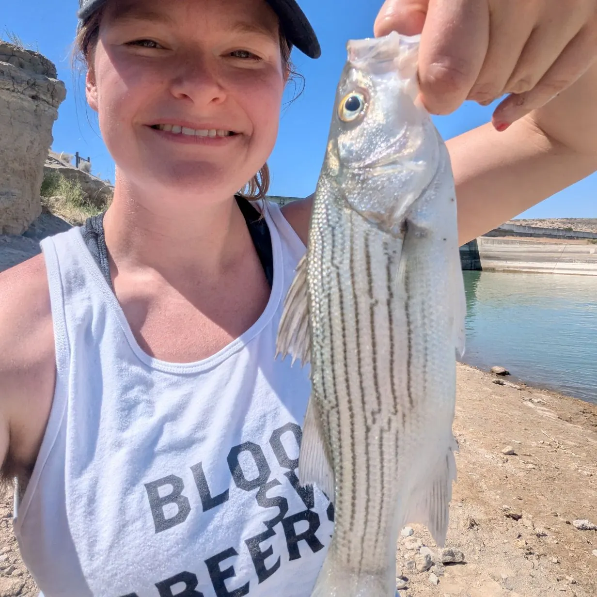 angler catch