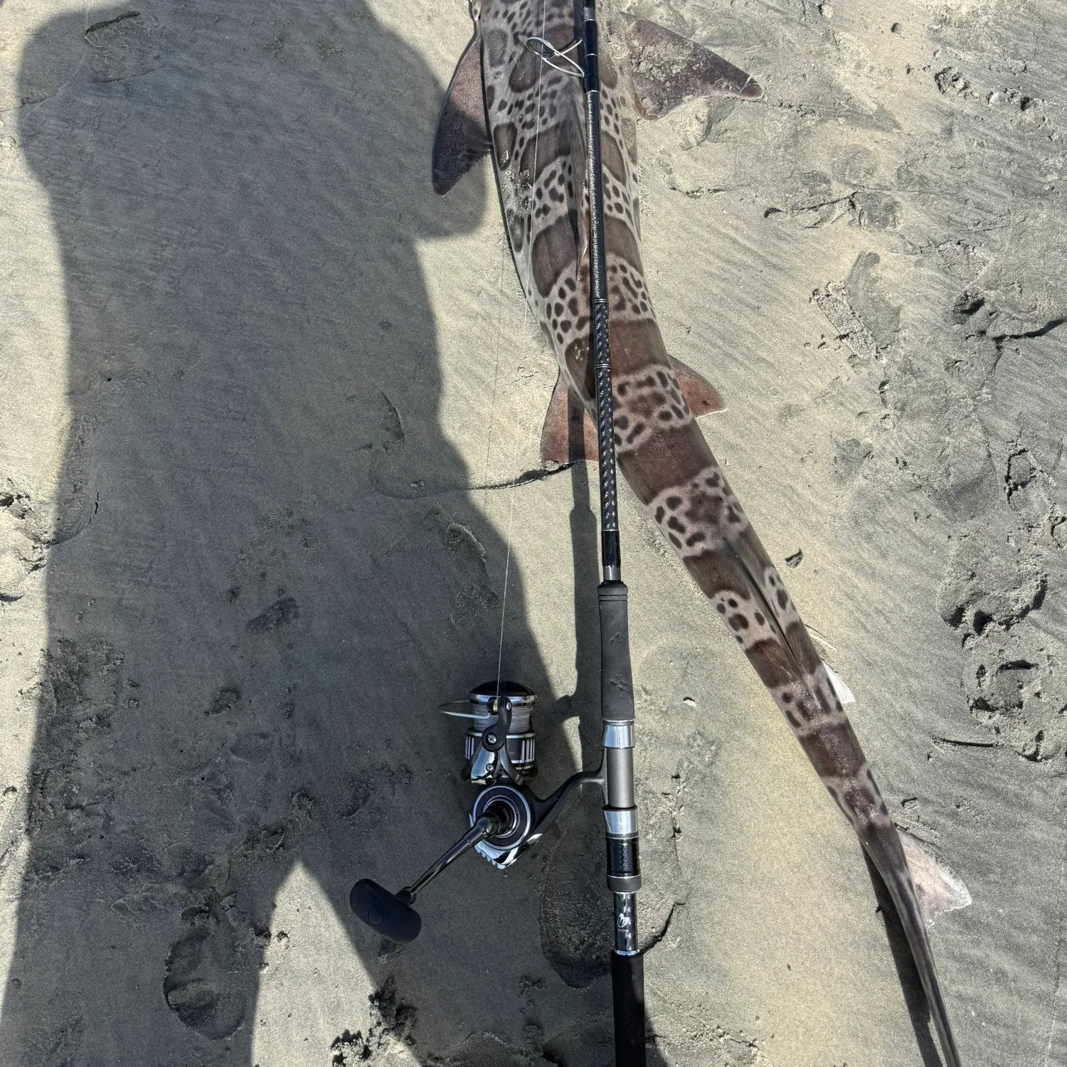 Leopard shark caught on Fishbrain