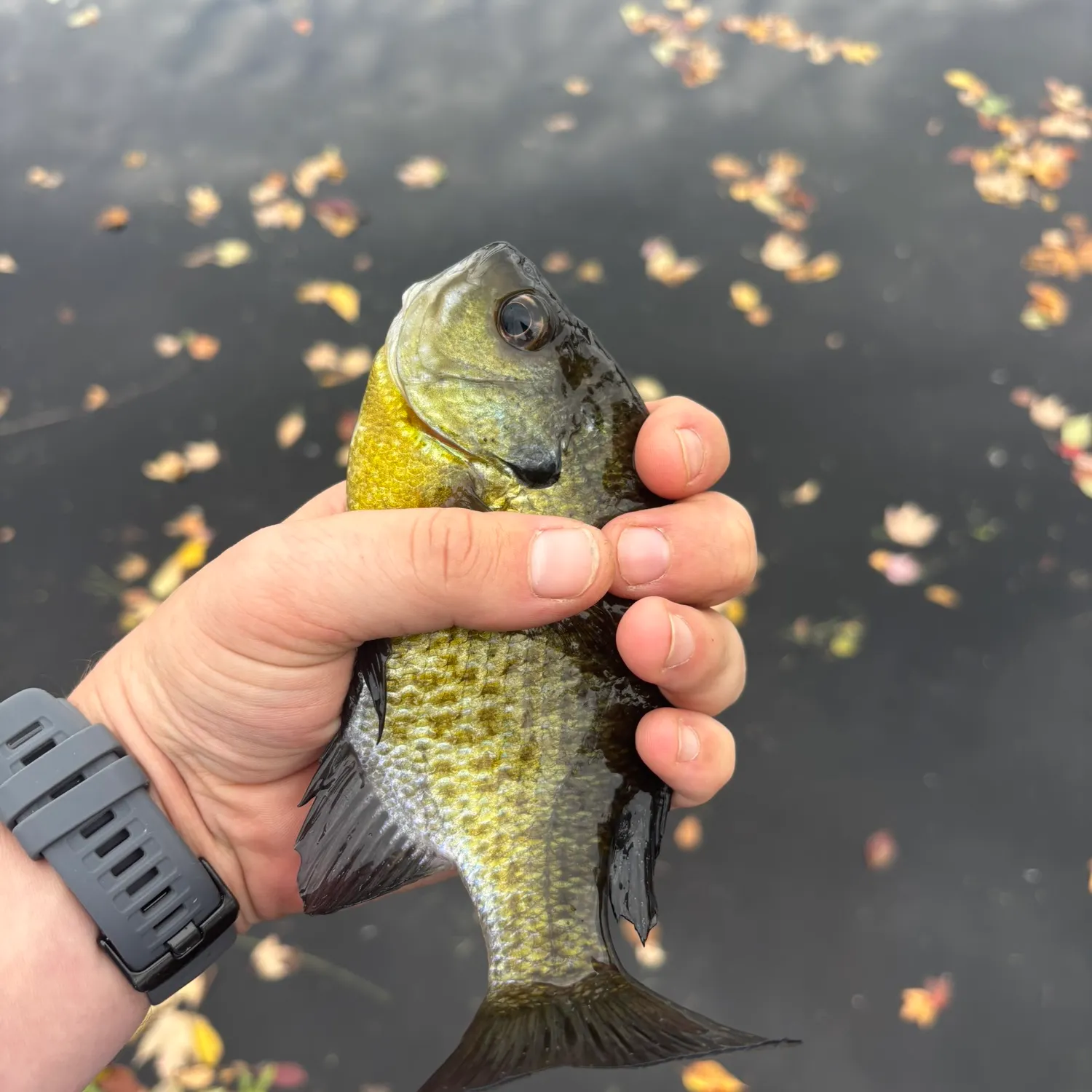 Bluegill caught on Fishbrain