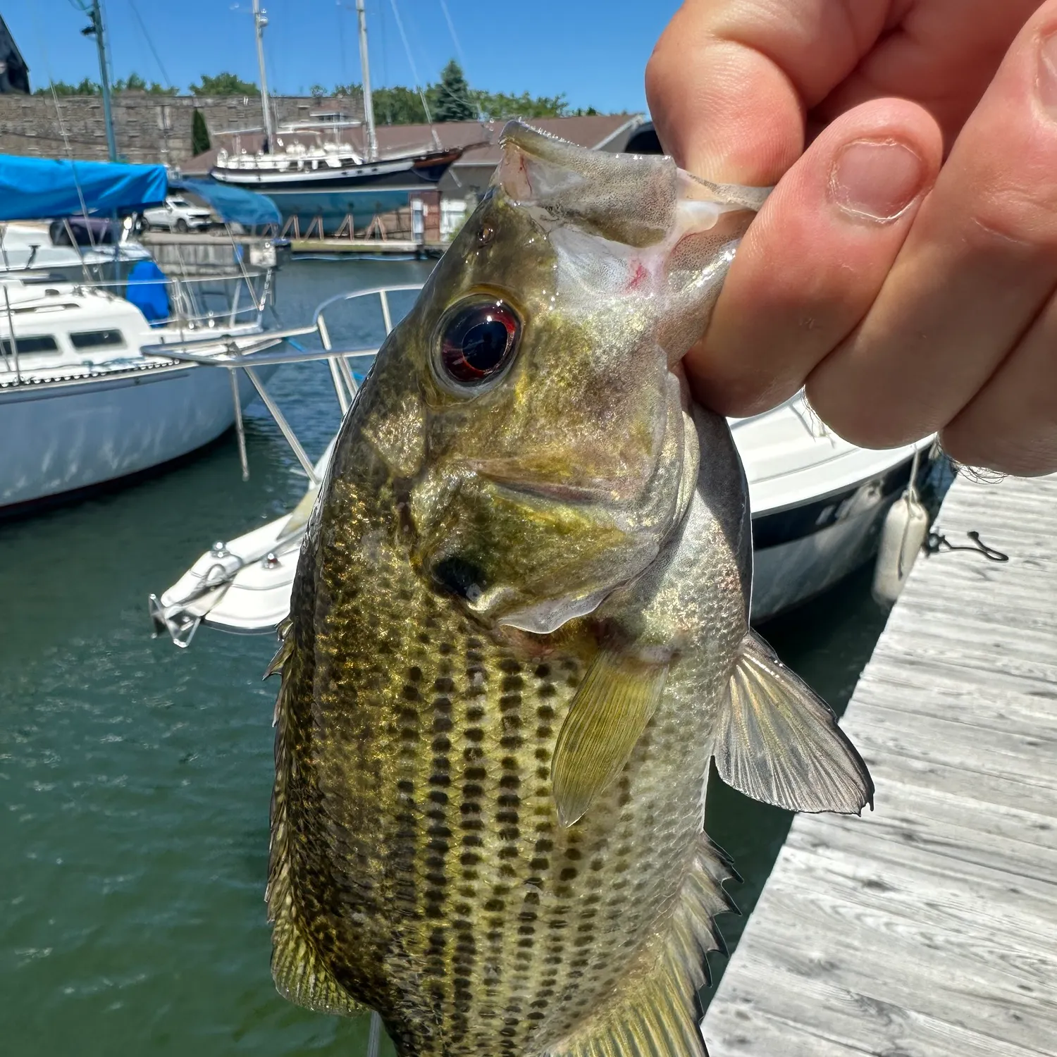 catch