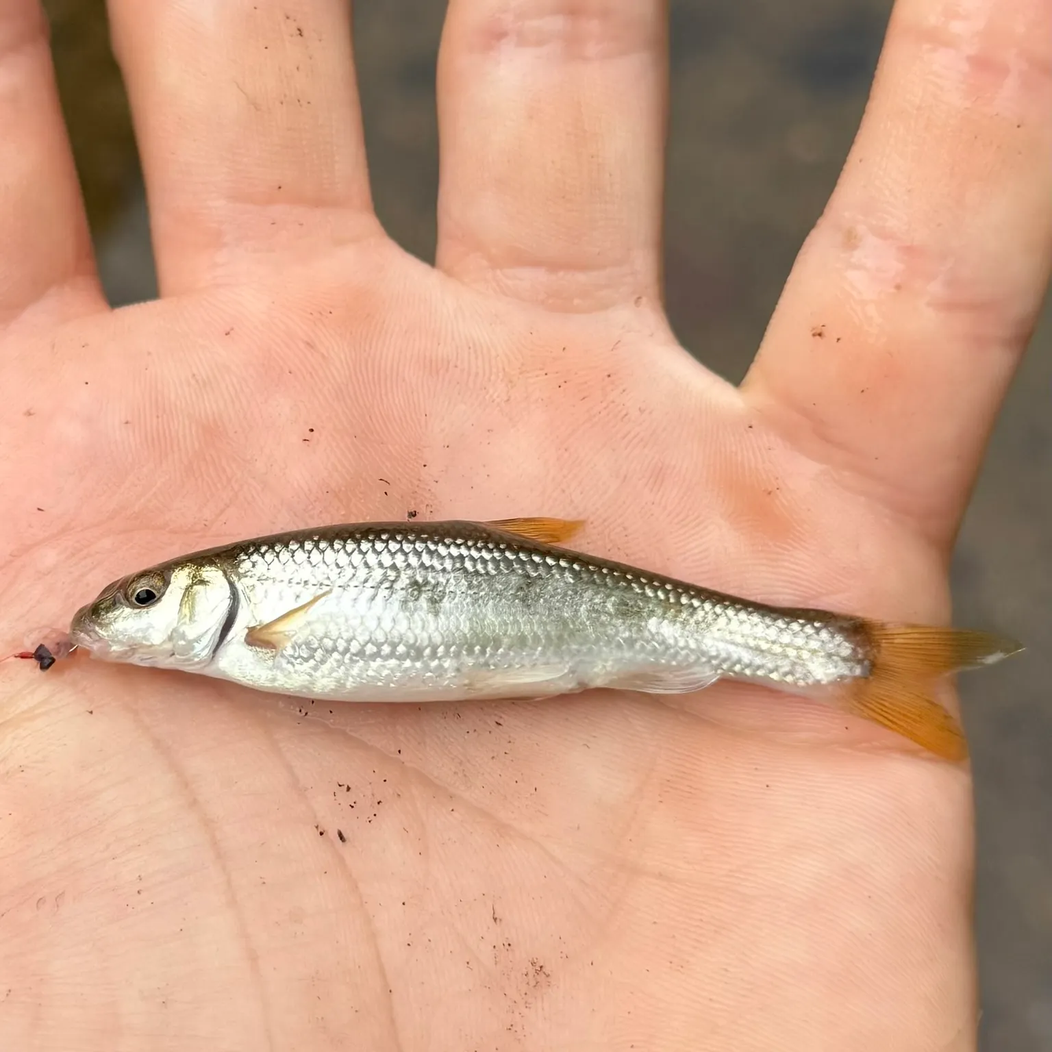 The most recent Largescale stoneroller catches on Fishbrain