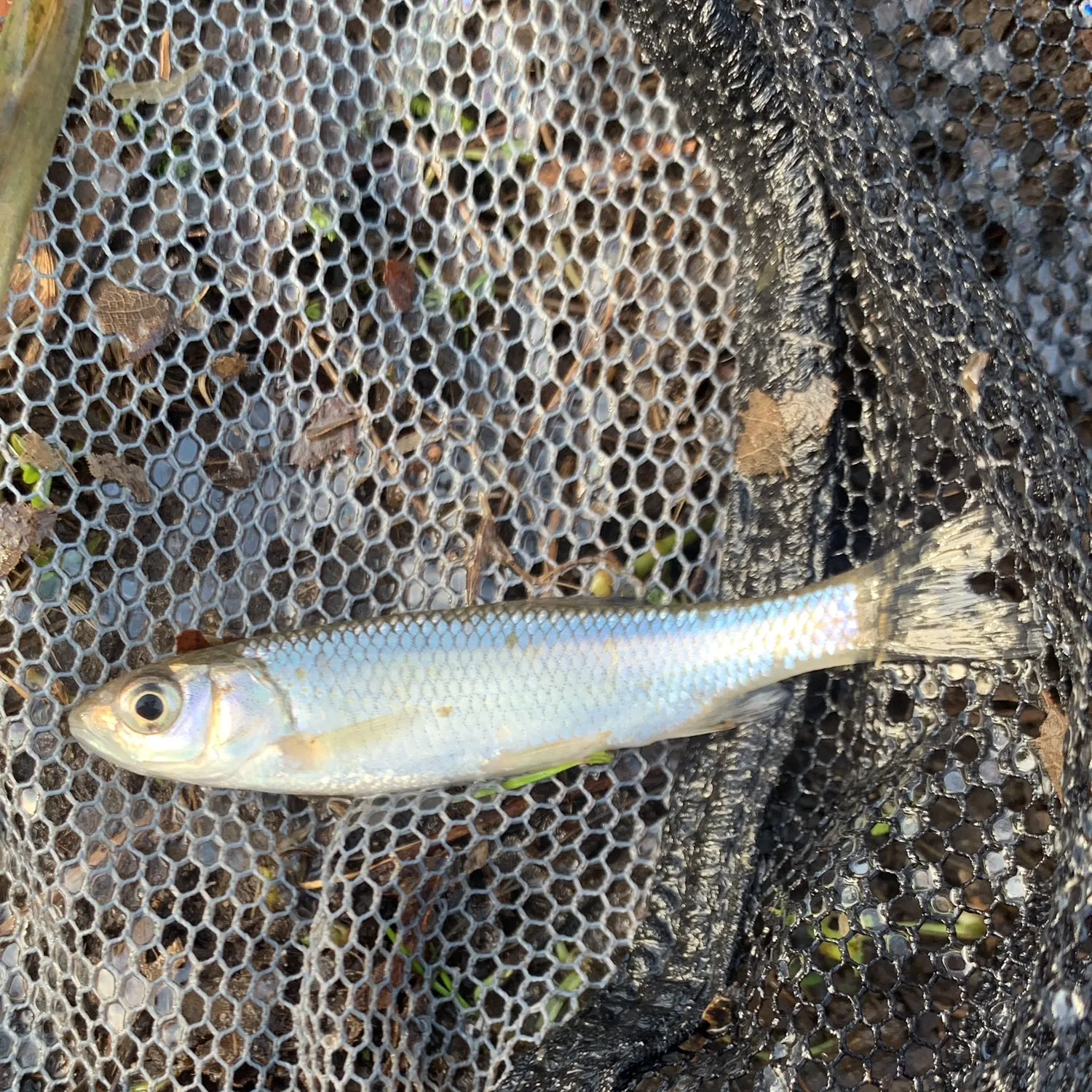 The most recent Common bleak catches on Fishbrain