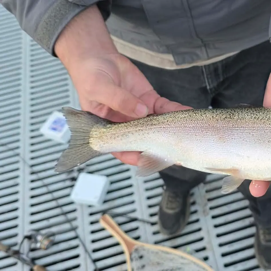Rainbow trout caught on Fishbrain