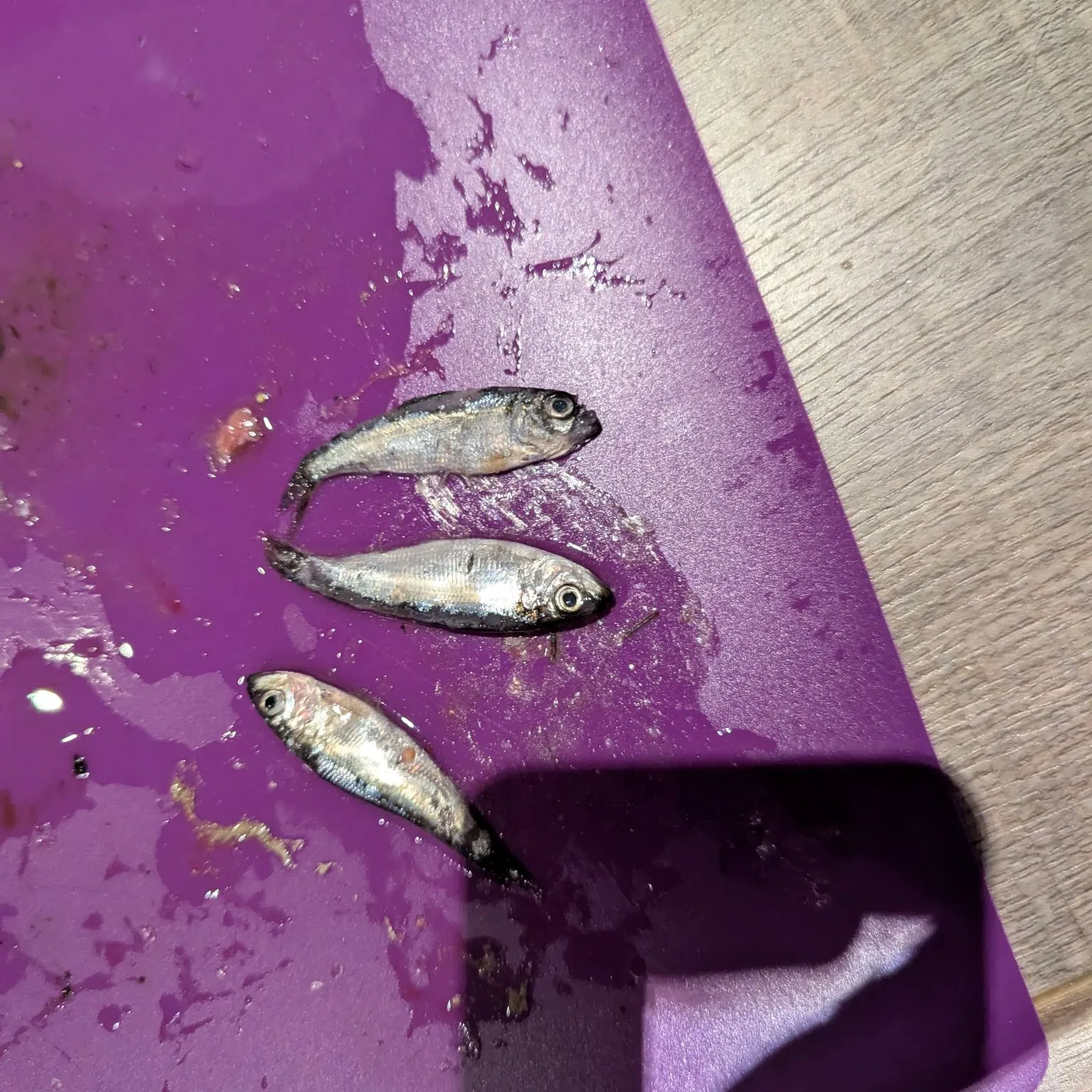 The most recent Alewife catches on Fishbrain