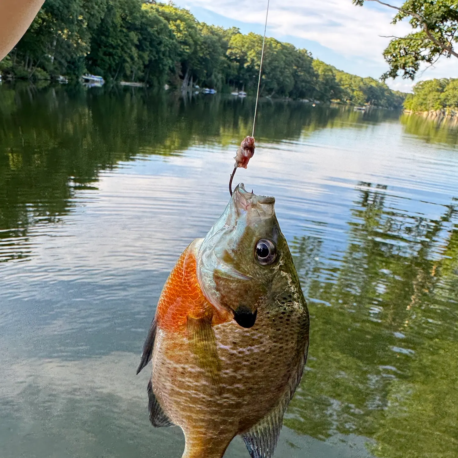 Bluegill caught on Fishbrain