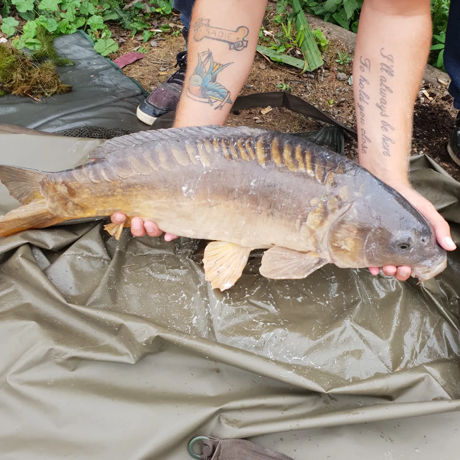 recently logged catches