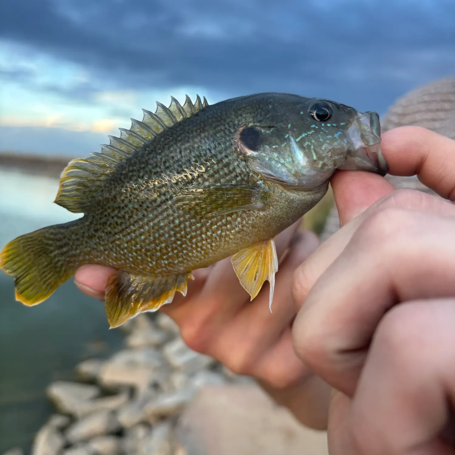 Green sunfish caught on Fishbrain
