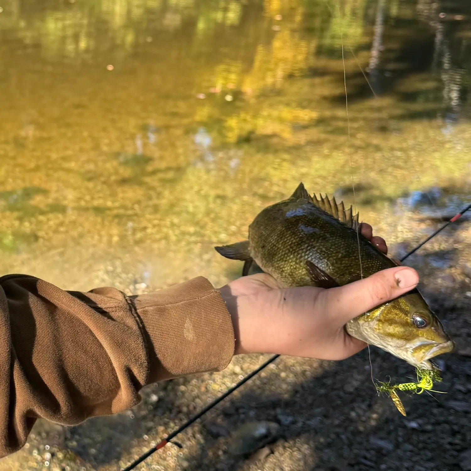 Redeye bass caught on Fishbrain