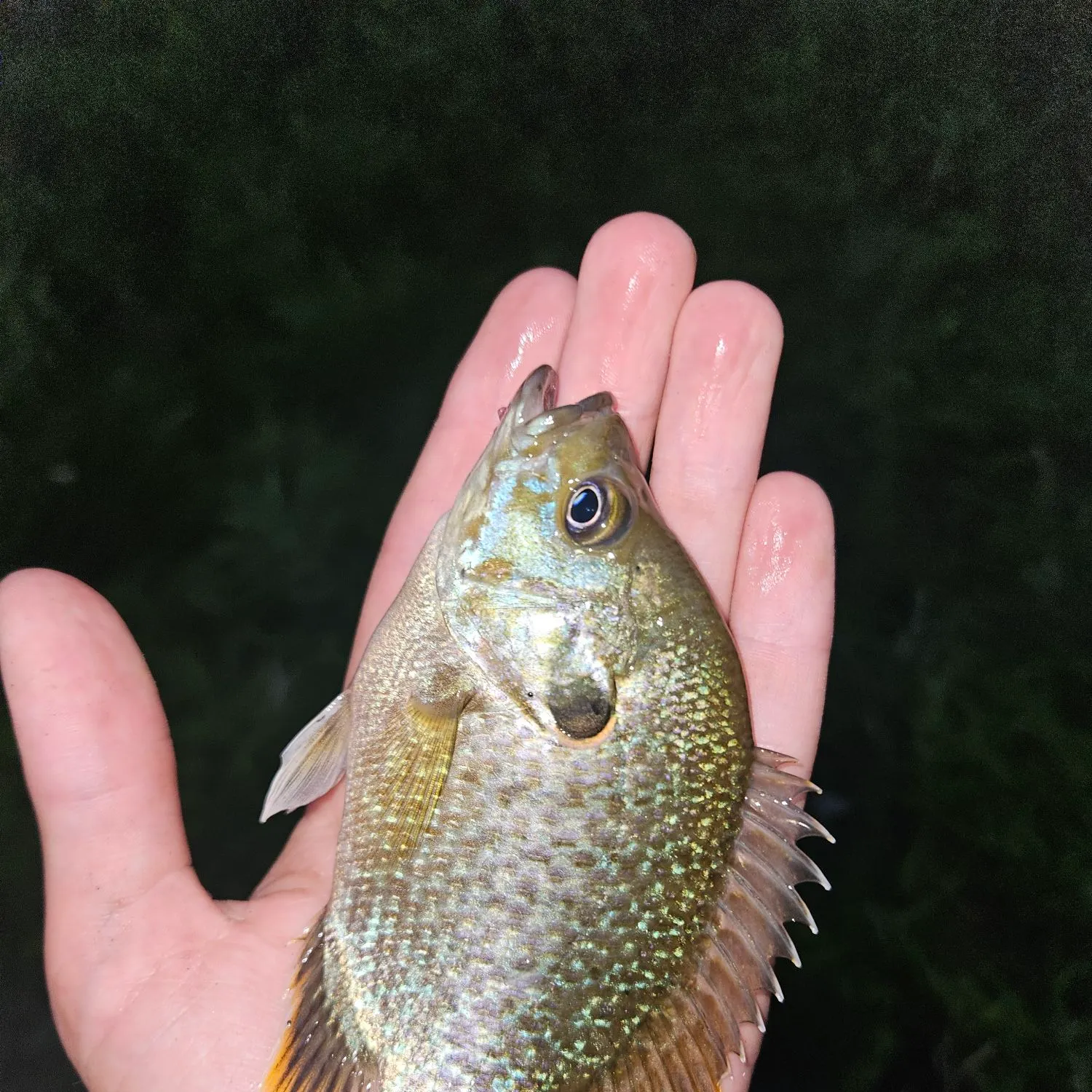 The most recent Greengill hybrid catches on Fishbrain