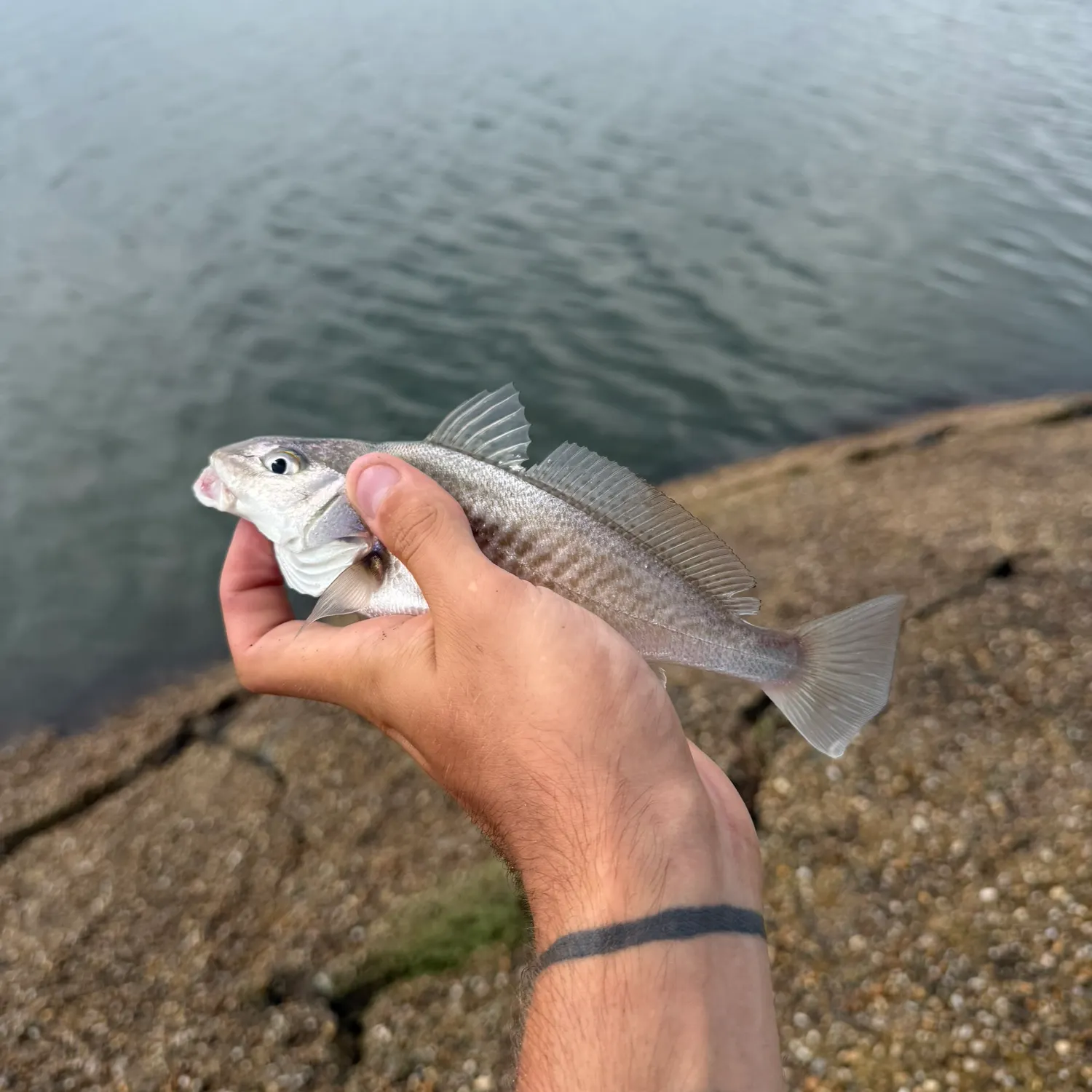 Atlantic croaker caught on Fishbrain