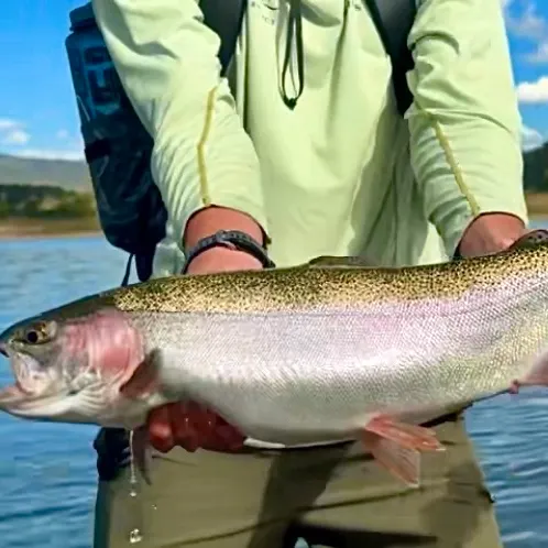 Rainbow trout caught on Fishbrain
