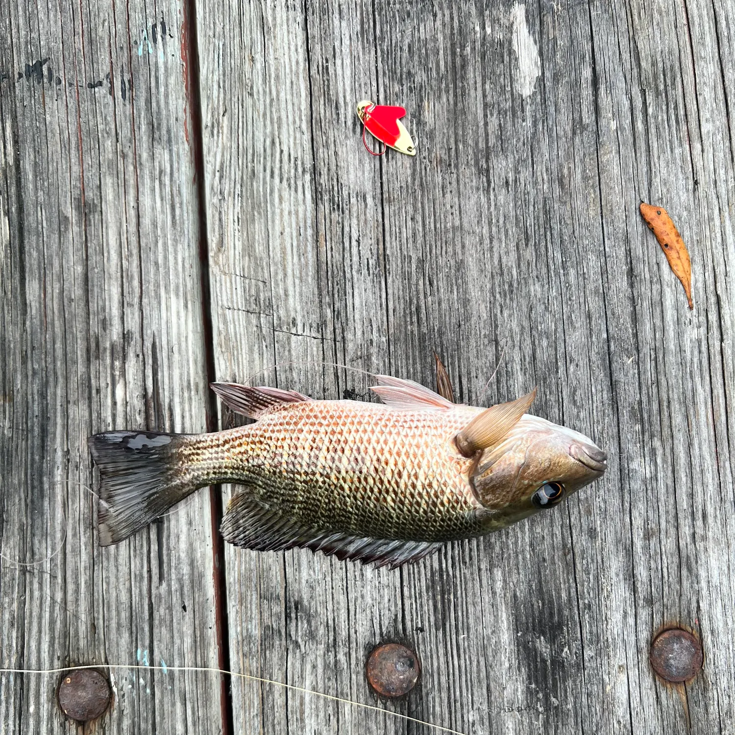 recently logged catches