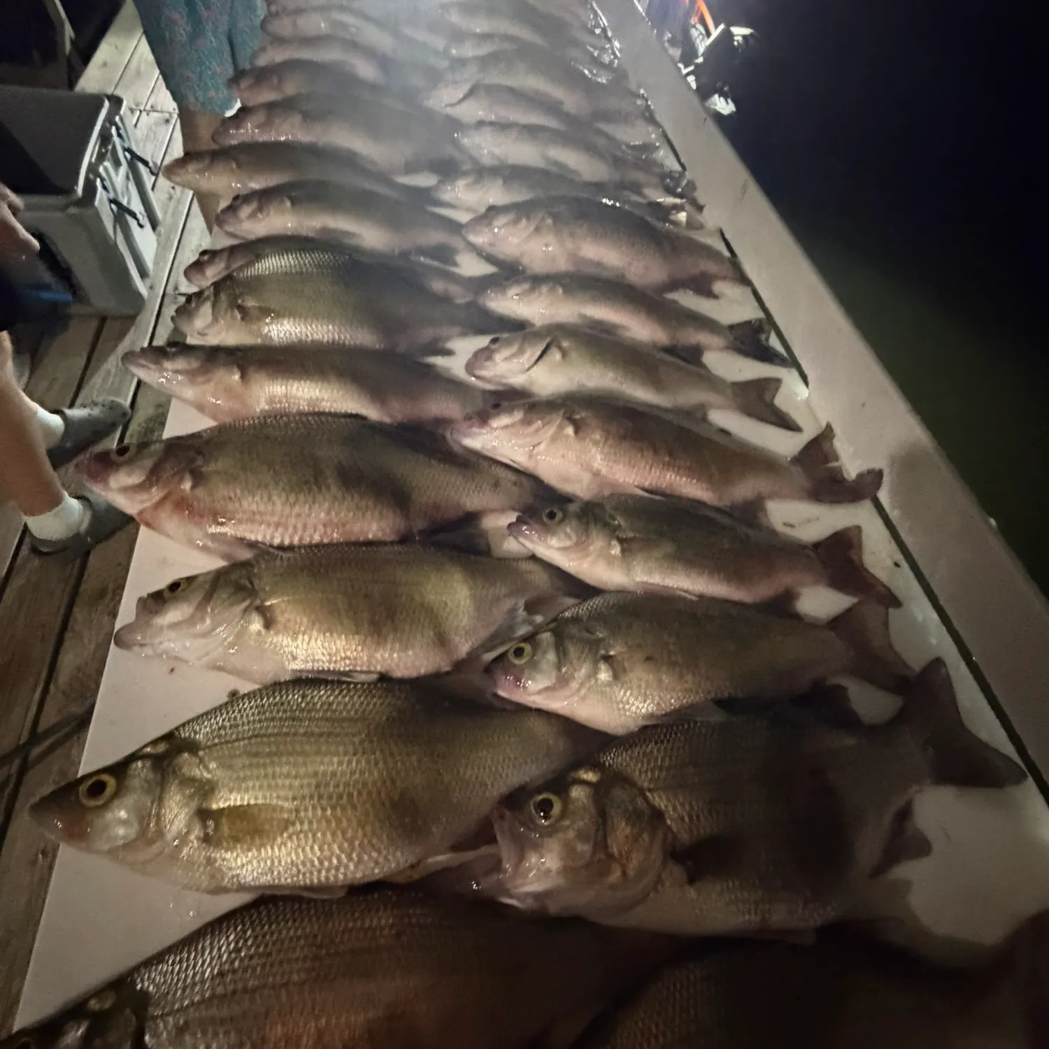 recently logged catches