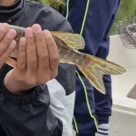 Northern pike caught on Fishbrain