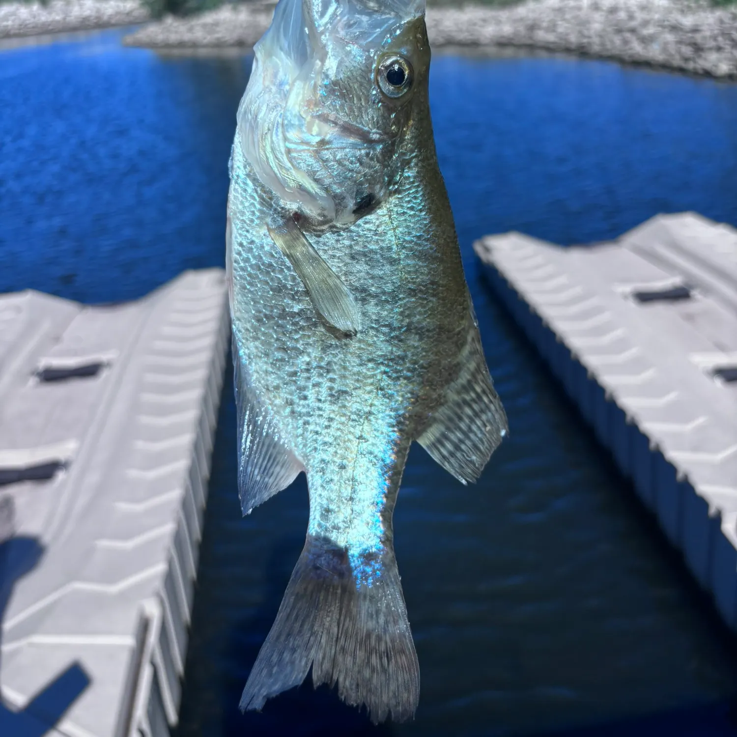 White crappie caught on Fishbrain