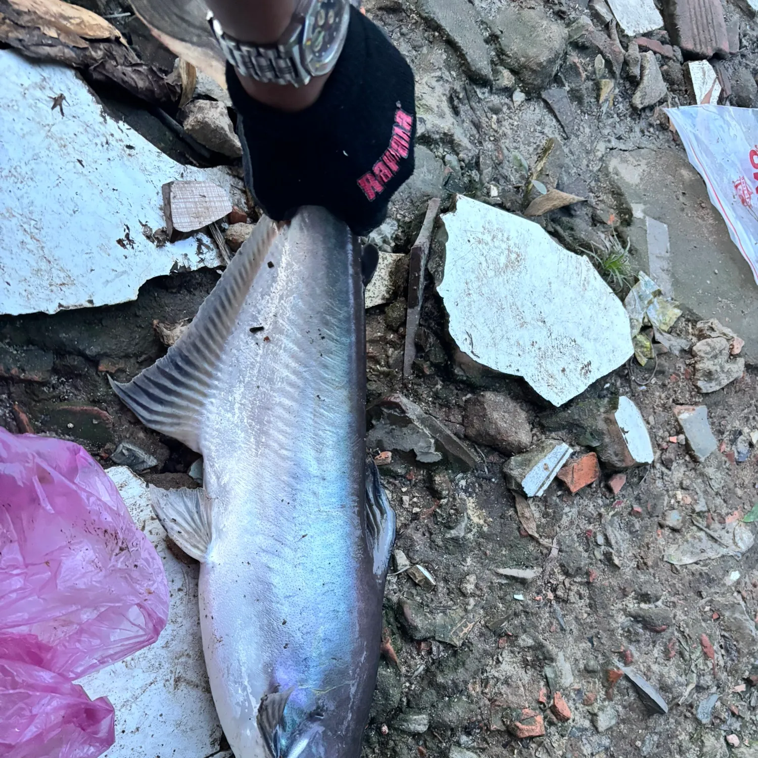 The most recent Giant pangasius catches on Fishbrain