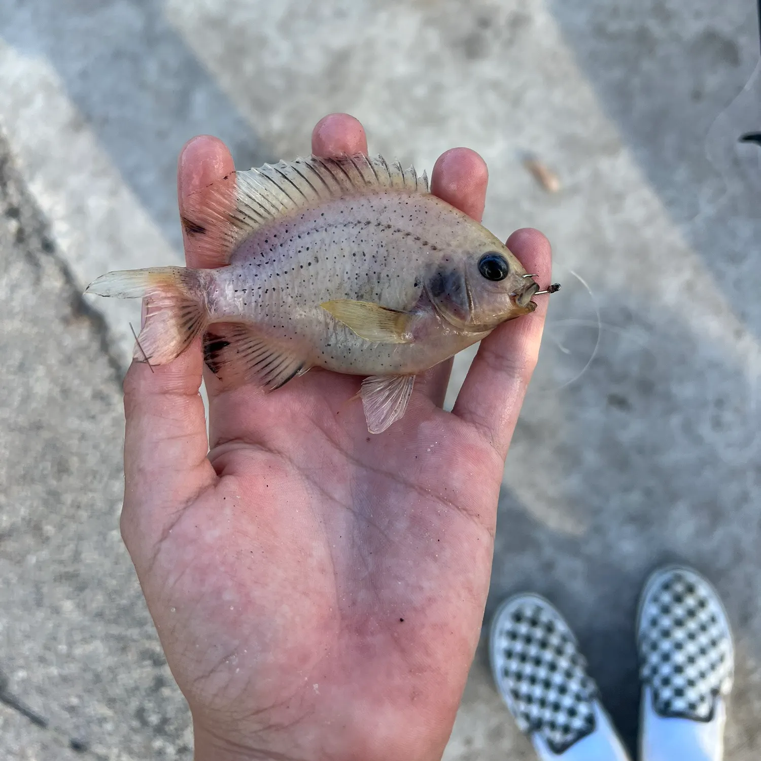 The most recent Dusky damselfish catches on Fishbrain