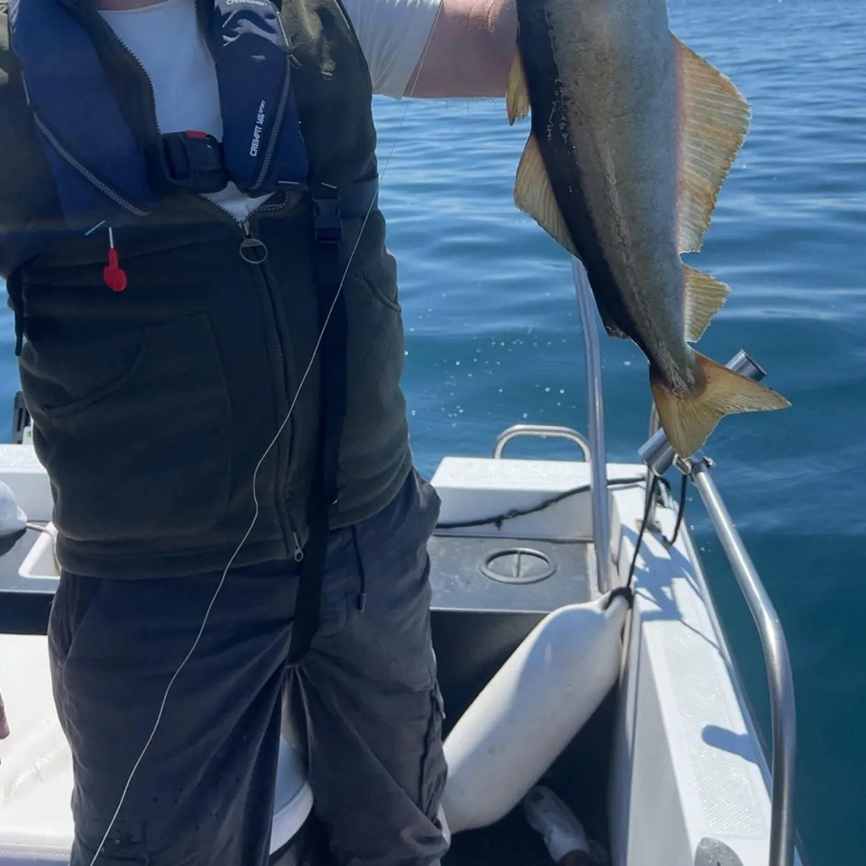 The most recent Alaska pollock catches on Fishbrain