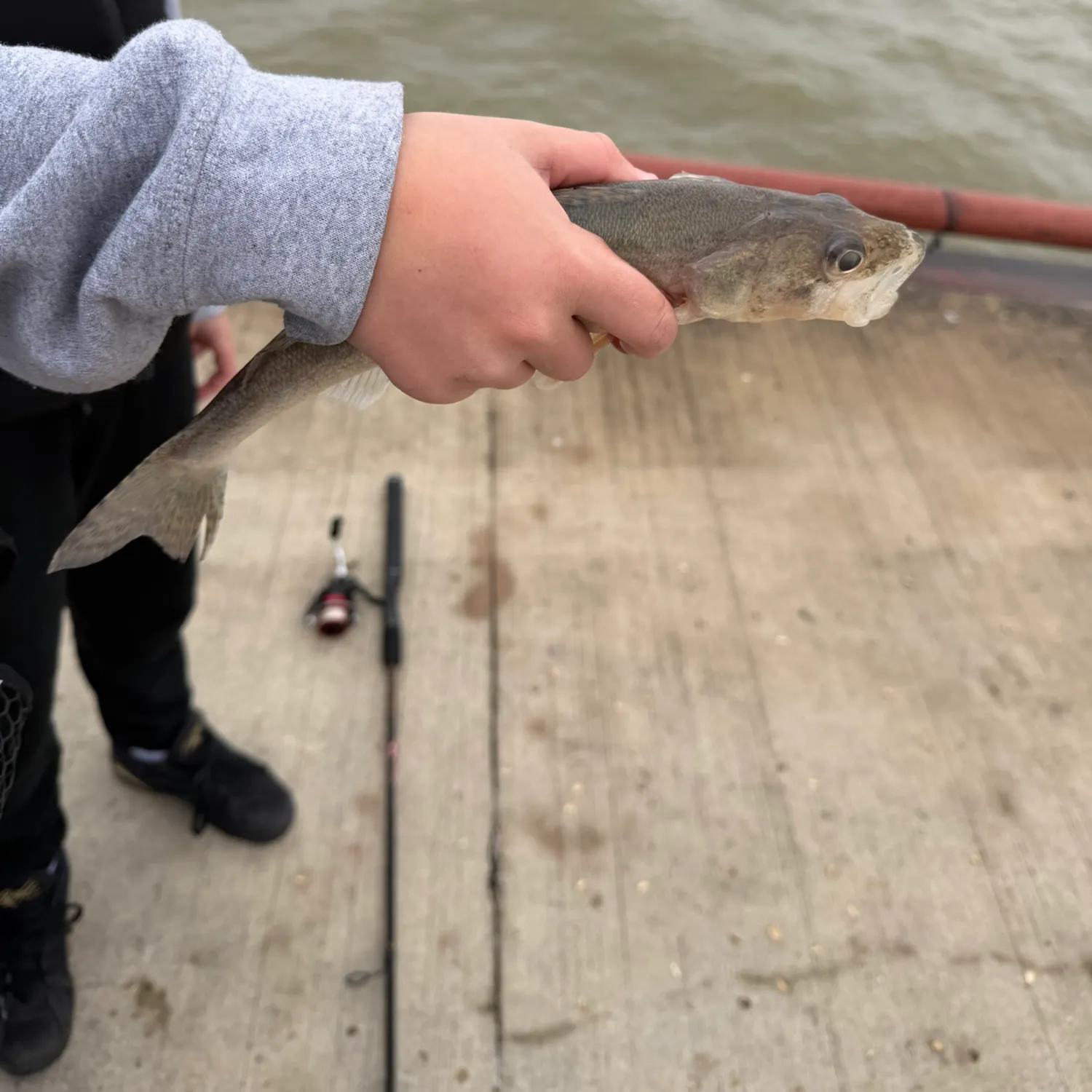 Sauger caught on Fishbrain