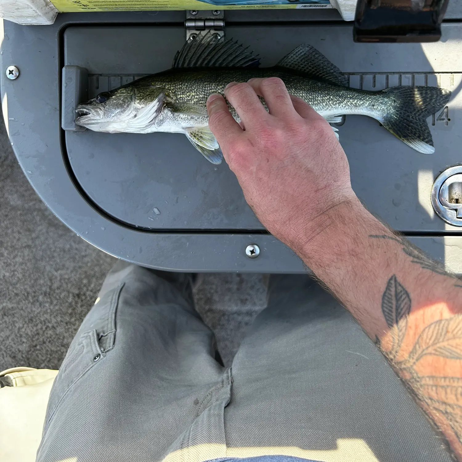 Walleye caught on Fishbrain