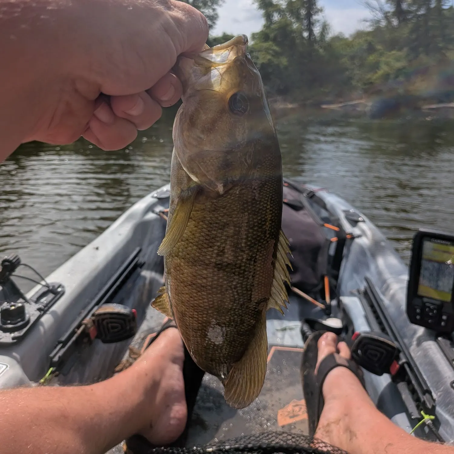 Smallmouth bass caught on Fishbrain