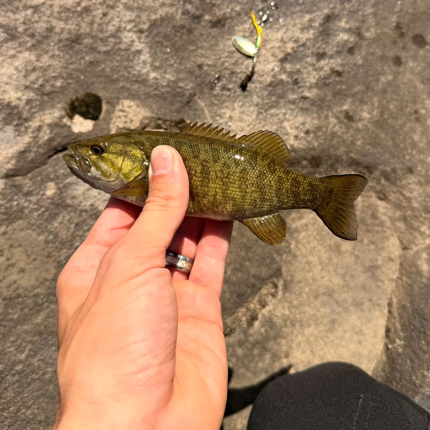 Smallmouth bass caught on Fishbrain