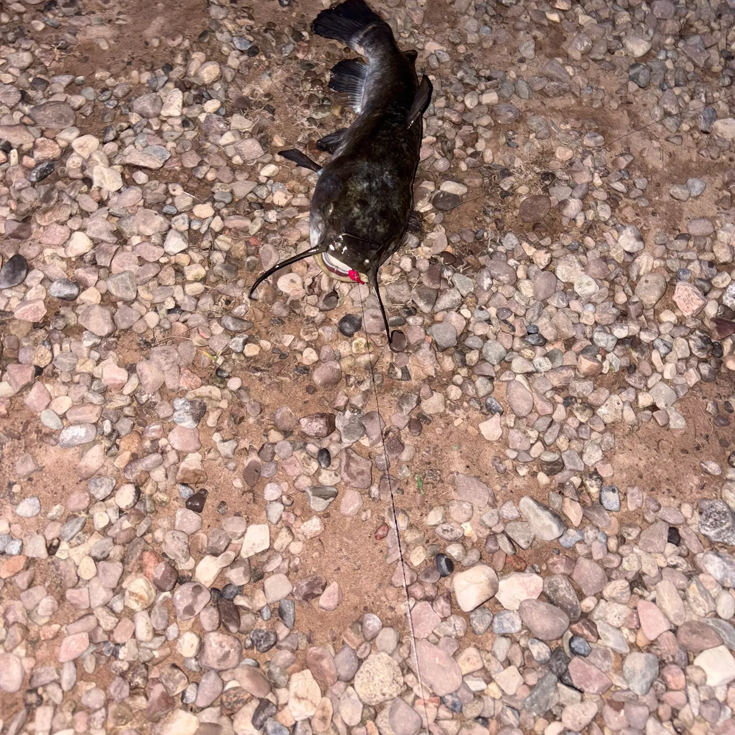 Black bullhead caught on Fishbrain