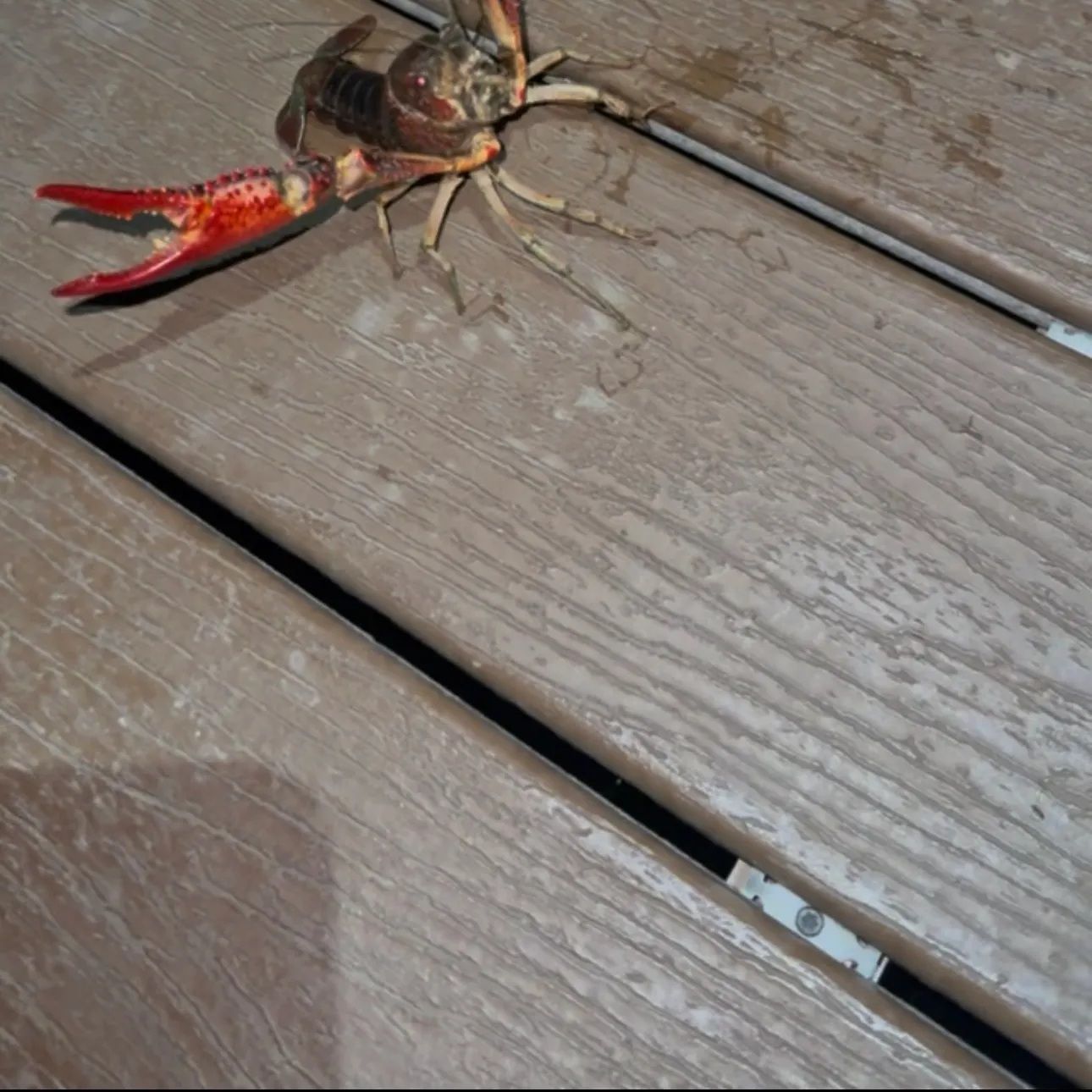 Red swamp crayfish caught on Fishbrain