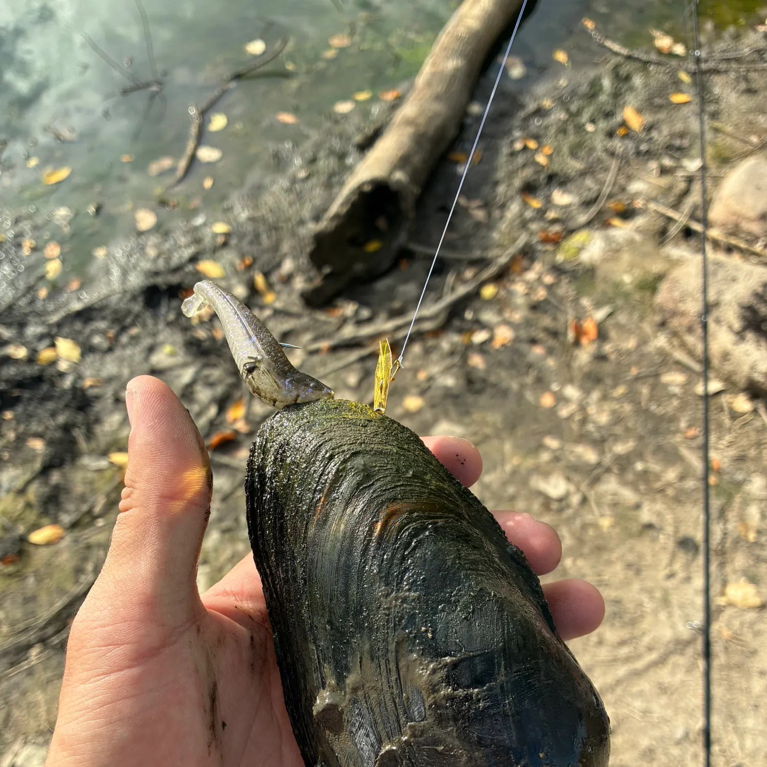 The most recent Giant floater catches on Fishbrain
