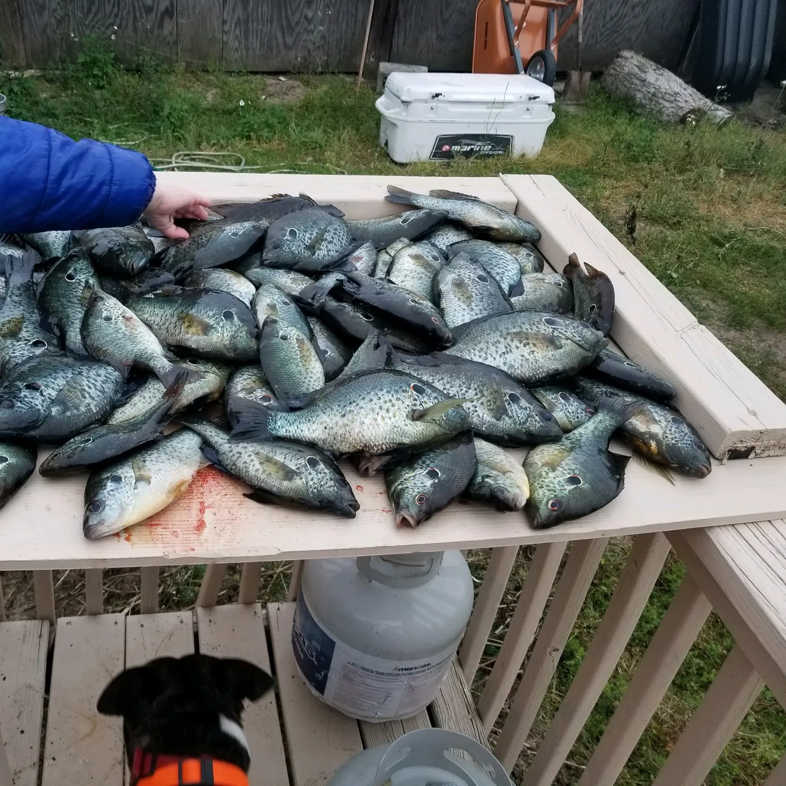 recently logged catches