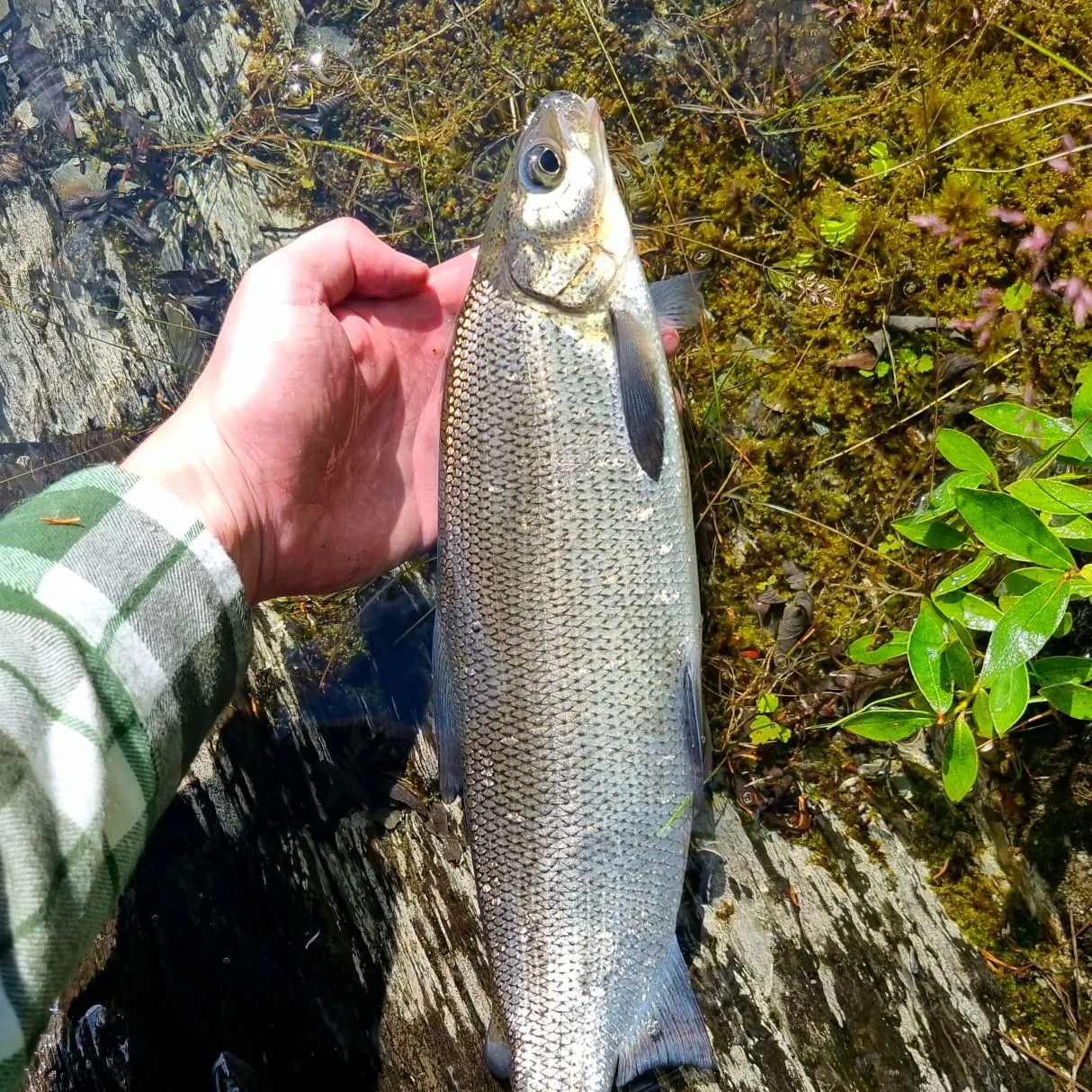 The most recent Lake whitefish catches on Fishbrain