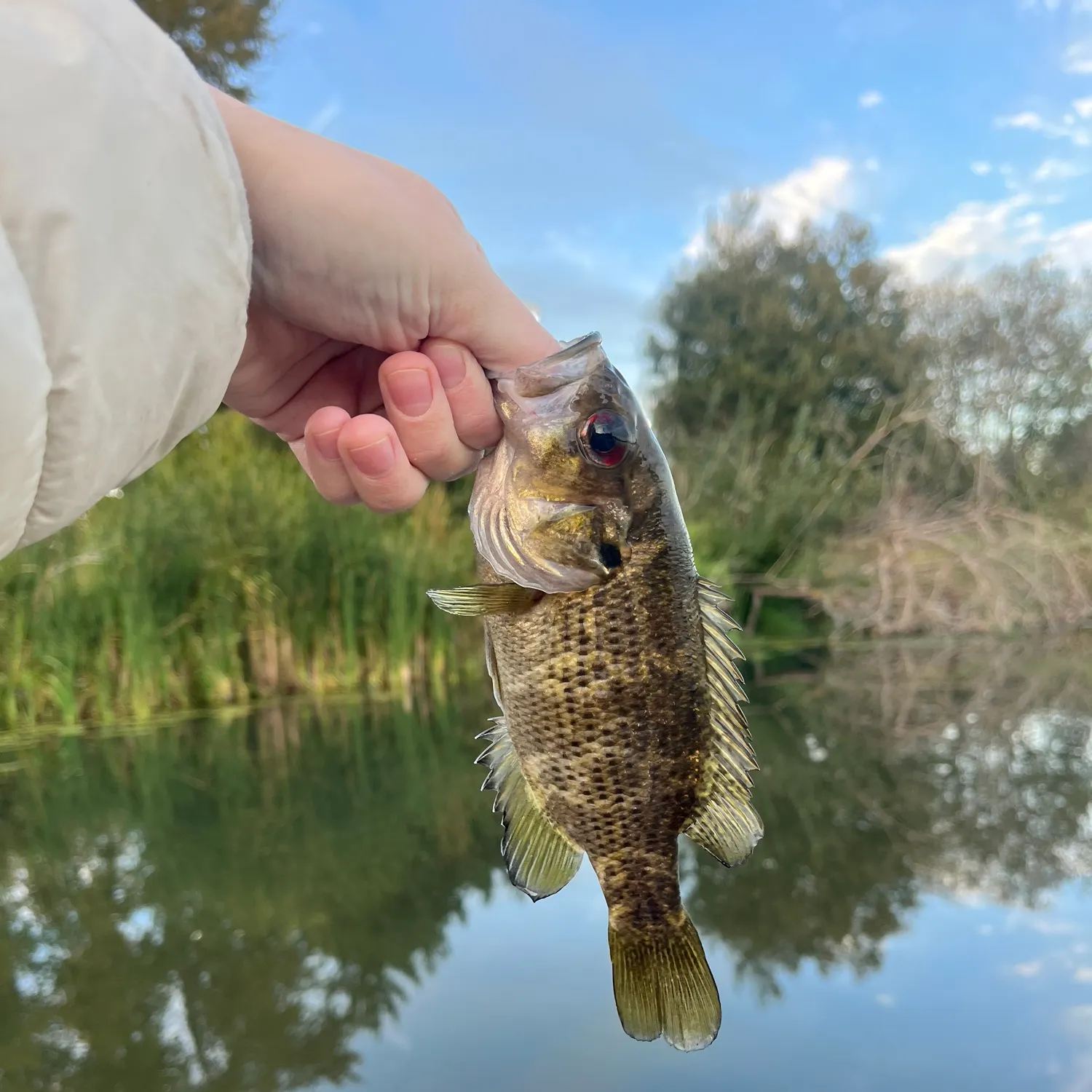 Rock bass caught on Fishbrain