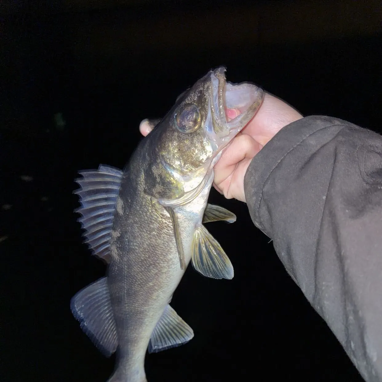 Walleye caught on Fishbrain