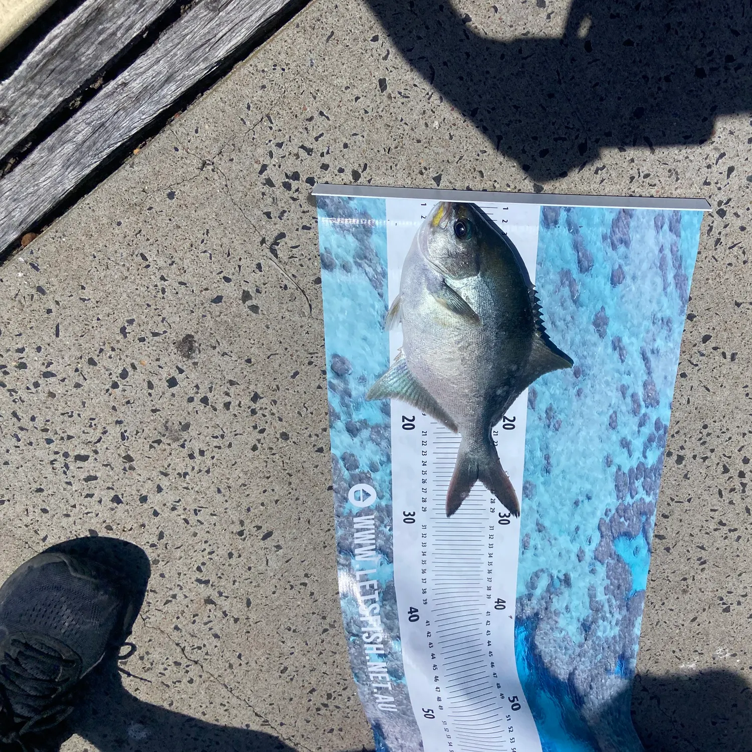 The most recent Sea sweep catches on Fishbrain