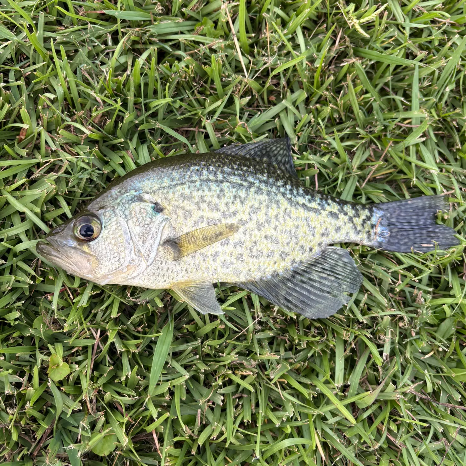 Fish caught on Fishbrain