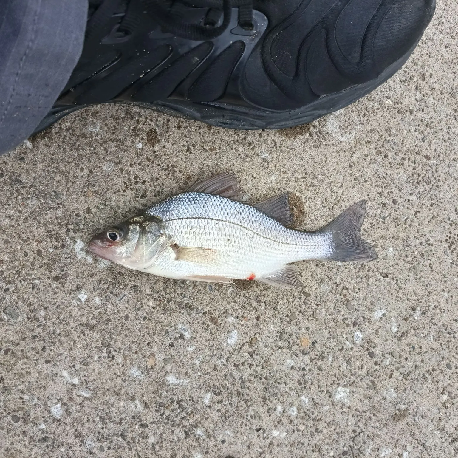 White perch caught on Fishbrain