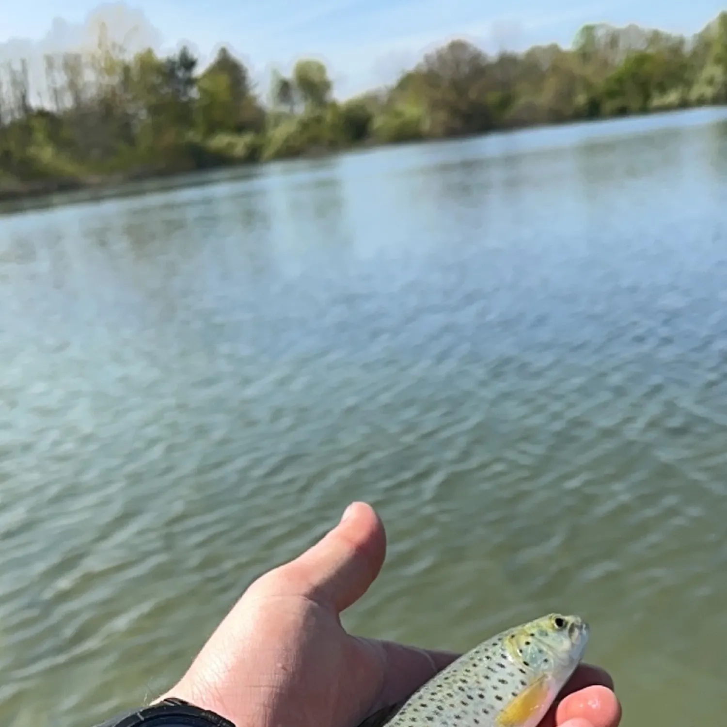 Sea trout caught on Fishbrain