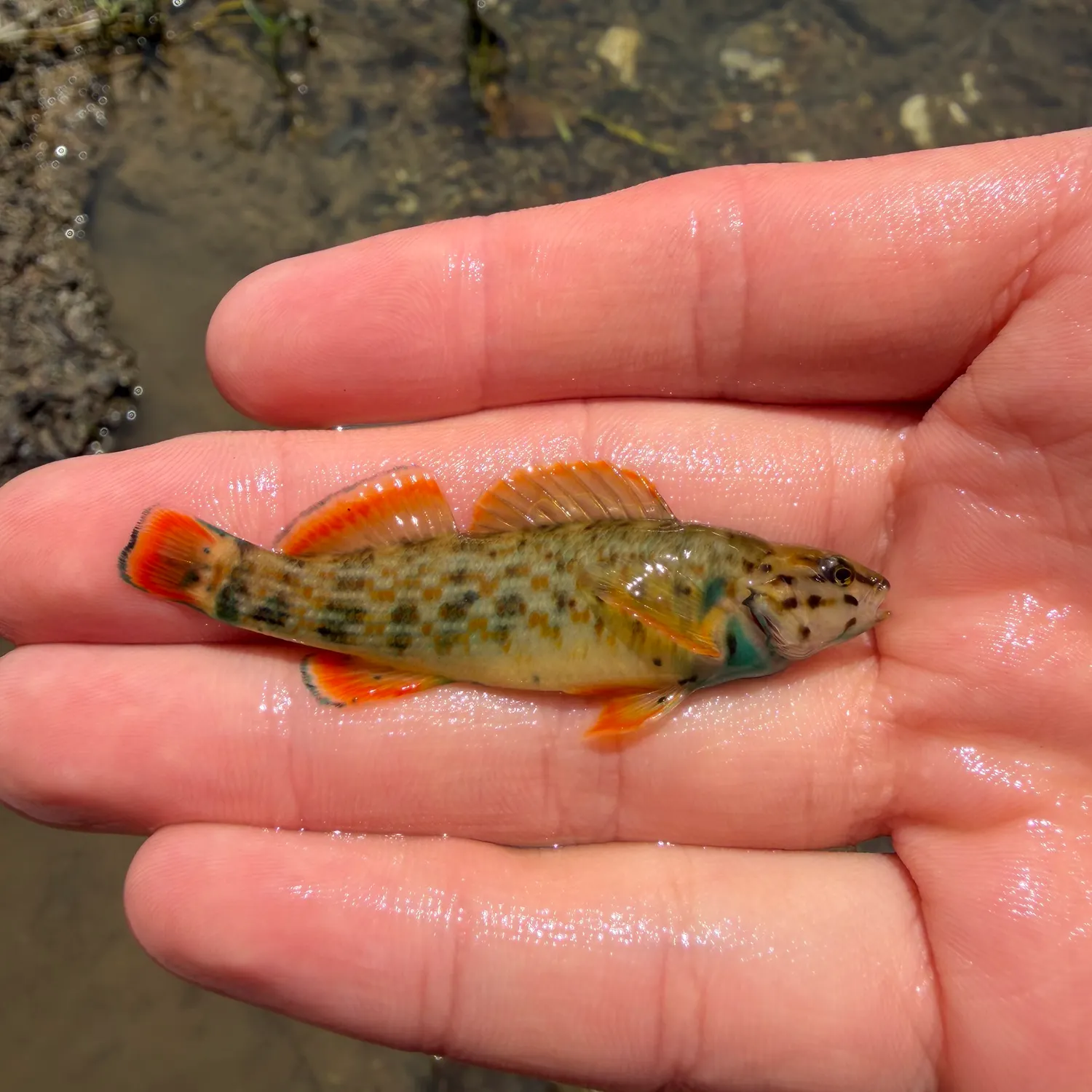 The most recent Redline darter catches on Fishbrain