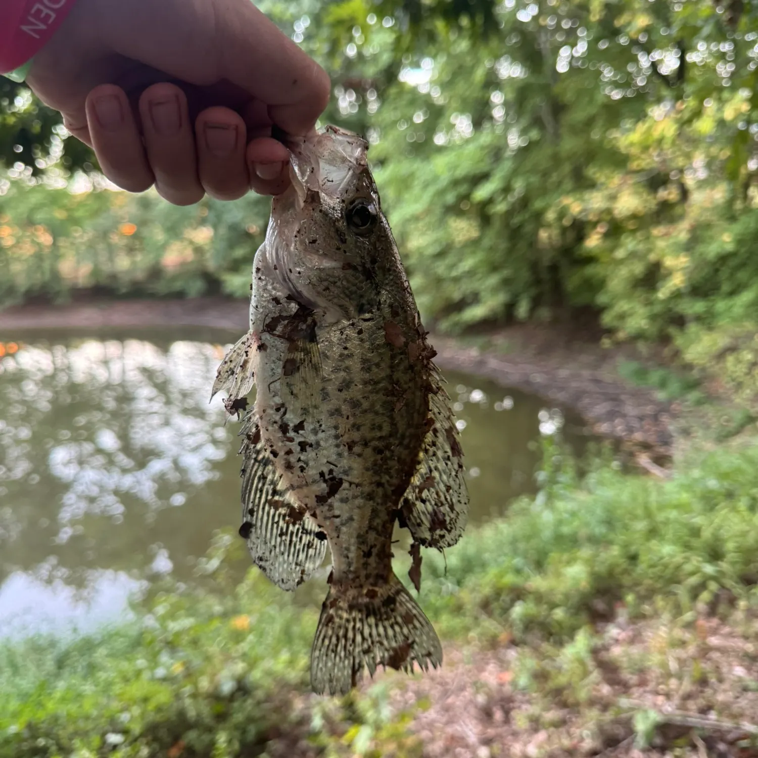 Black crappie caught on Fishbrain