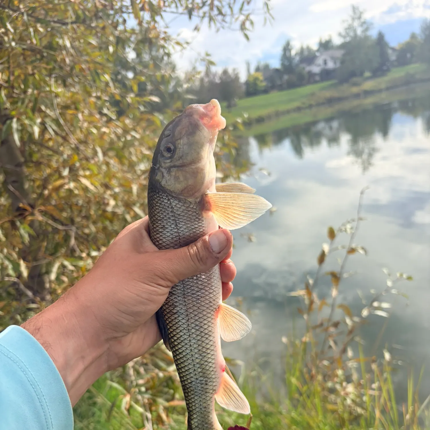 White sucker caught on Fishbrain