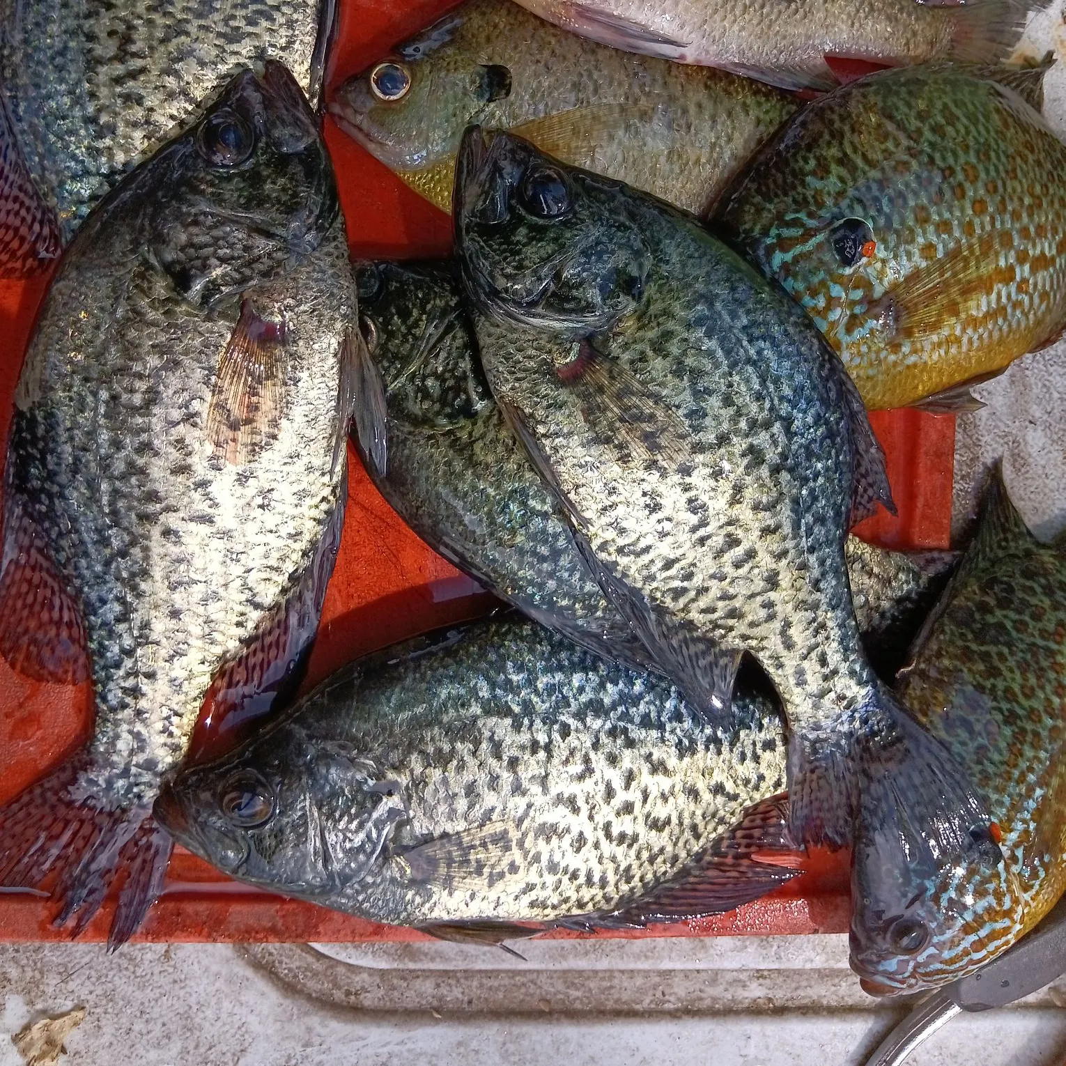 recently logged catches